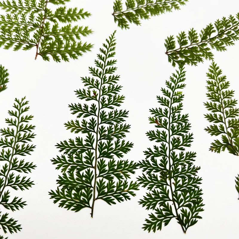 Resin Art Baby - 100Pcs Natural Rain Fern Leaf Specimens,