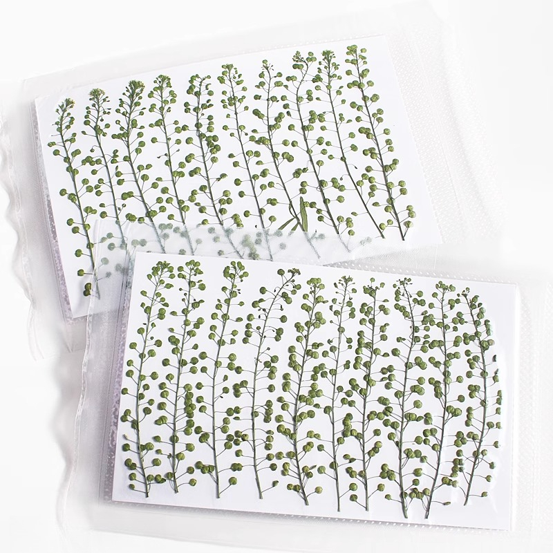 Natural Color Green Bell Grass - Resin Art Baby 评论和价格
