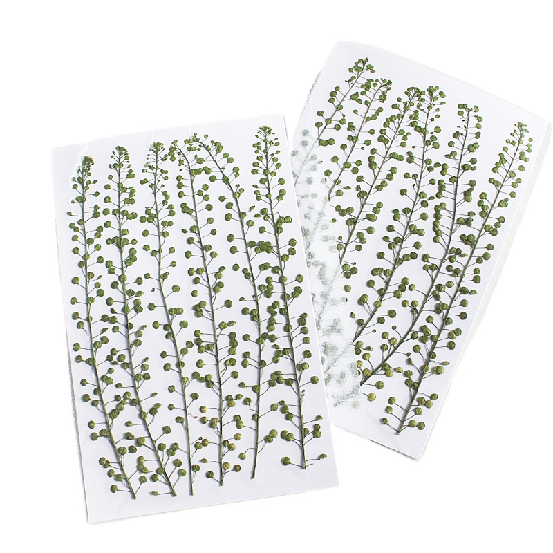 Natural Color Green Bell Grass - Resin Art Baby 评论和价格