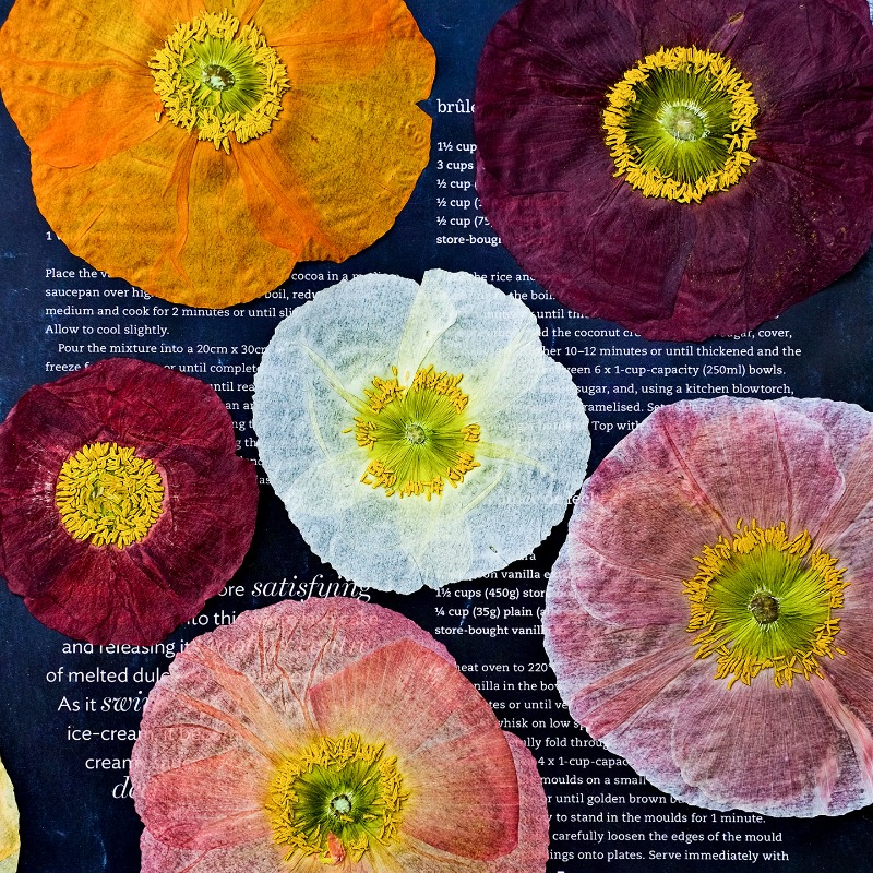 1pcs,Nature Field Poppy Presse - Resin Art Baby 评论和价格