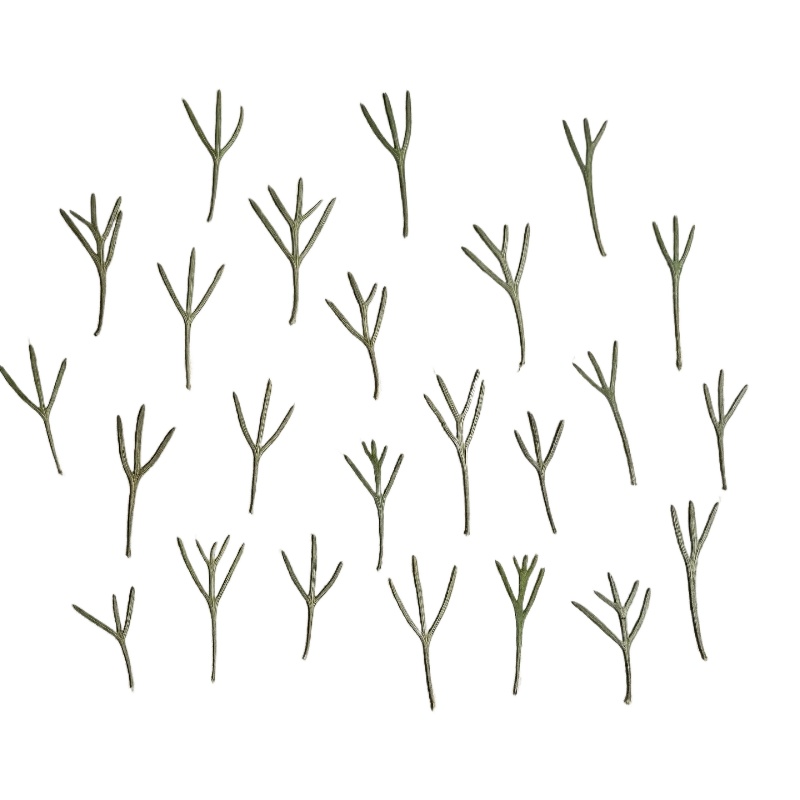 24pcs,Real Pressed Achillea Le - Resin Art Bookmark 评论和价格