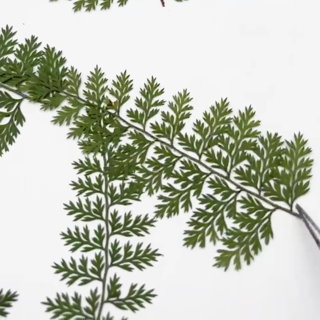 100Pcs Natural Rain Fern Leaf  - Resin Art Baby 评论和价格