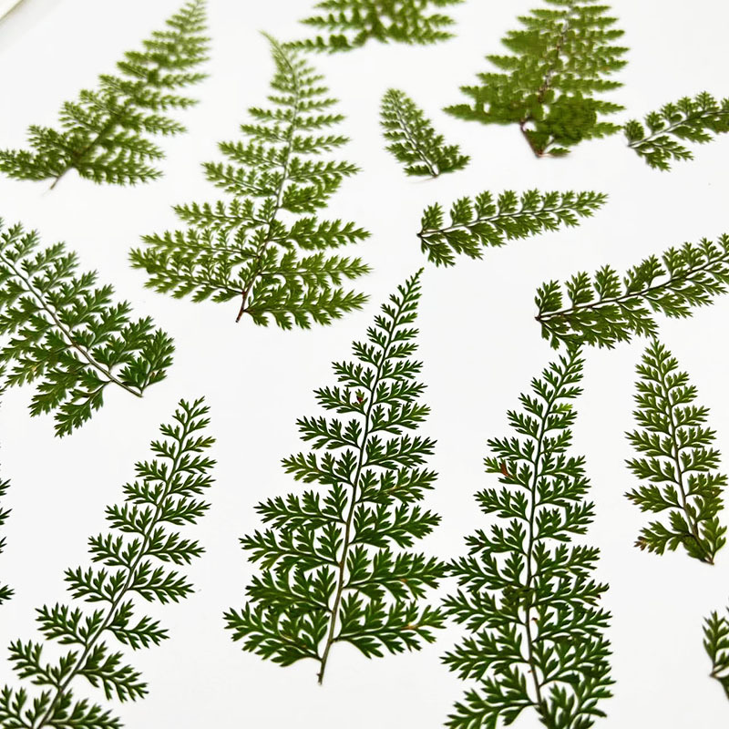 100Pcs Natural Rain Fern Leaf  - Resin Art Baby 评论和价格