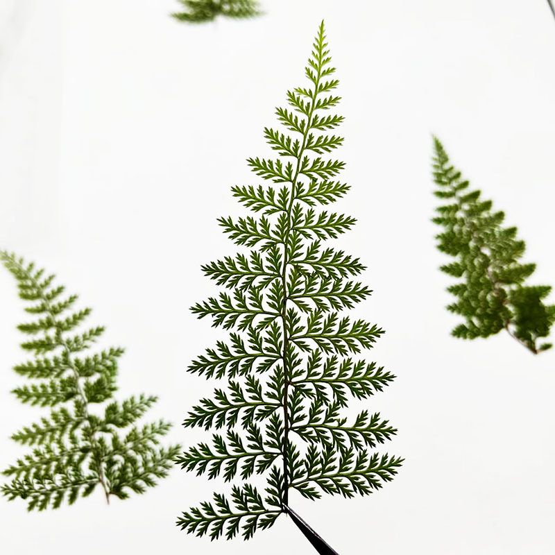 100Pcs Natural Rain Fern Leaf  - Resin Art Baby 评论和价格