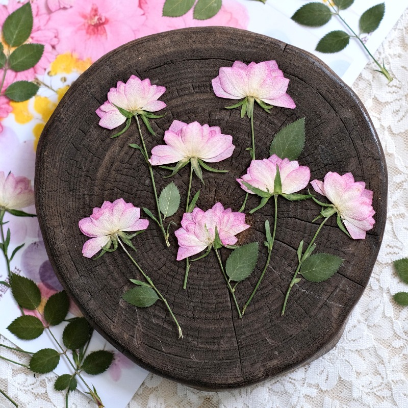 12pcs,Real Dried Pressed Flowe - Resin Art Baby 评论和价格