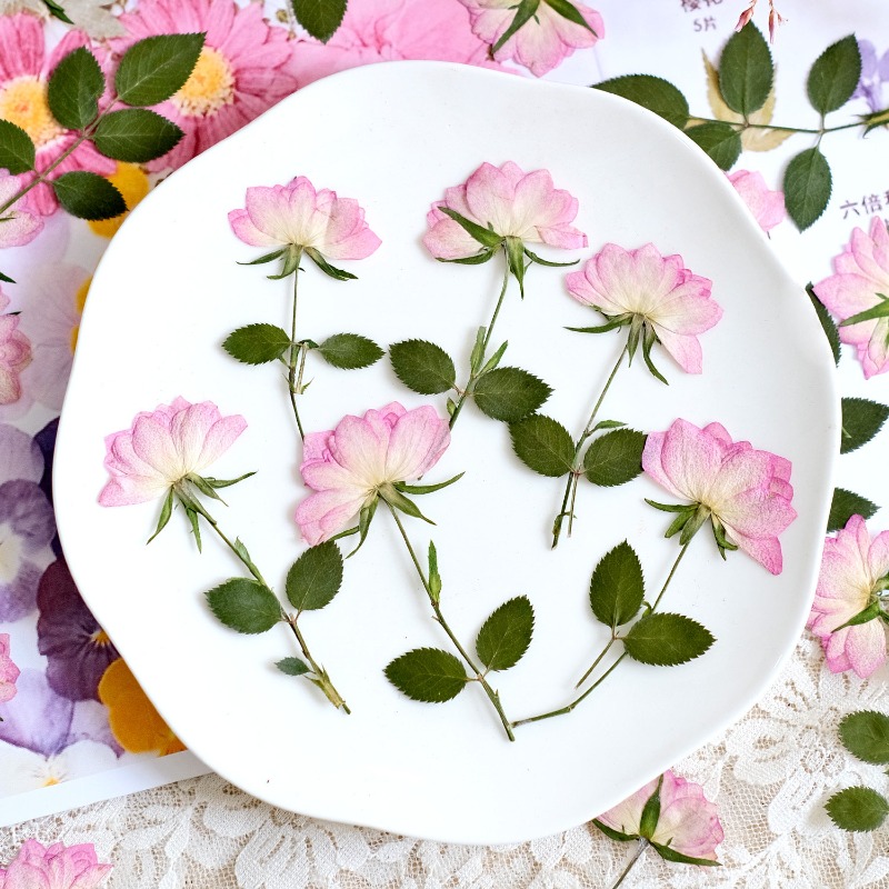 12pcs,Real Dried Pressed Flowe - Resin Art Baby 评论和价格